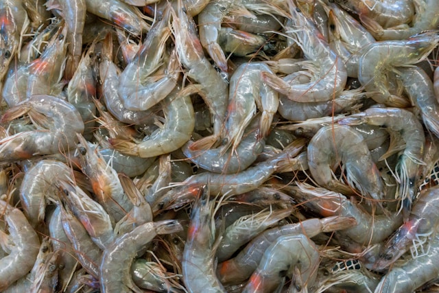 shrimp.jpg shrimp.jpg