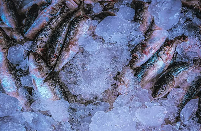 Традиционное замораживание (медленное замораживание)